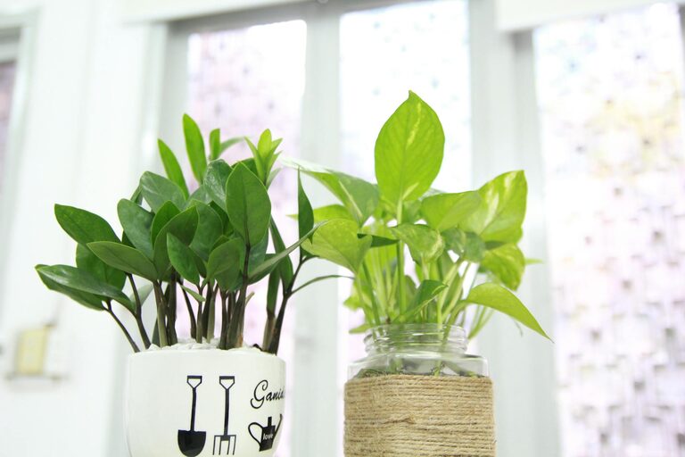 Essential Tips for Keeping Your Houseplants Healthy and Vibrant